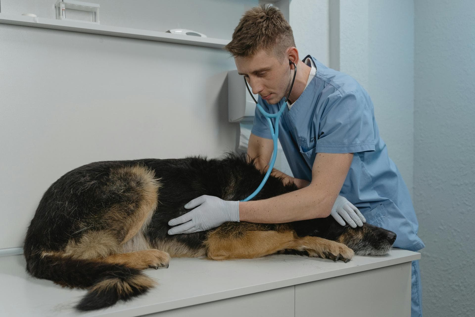 Best Vets in Waverly