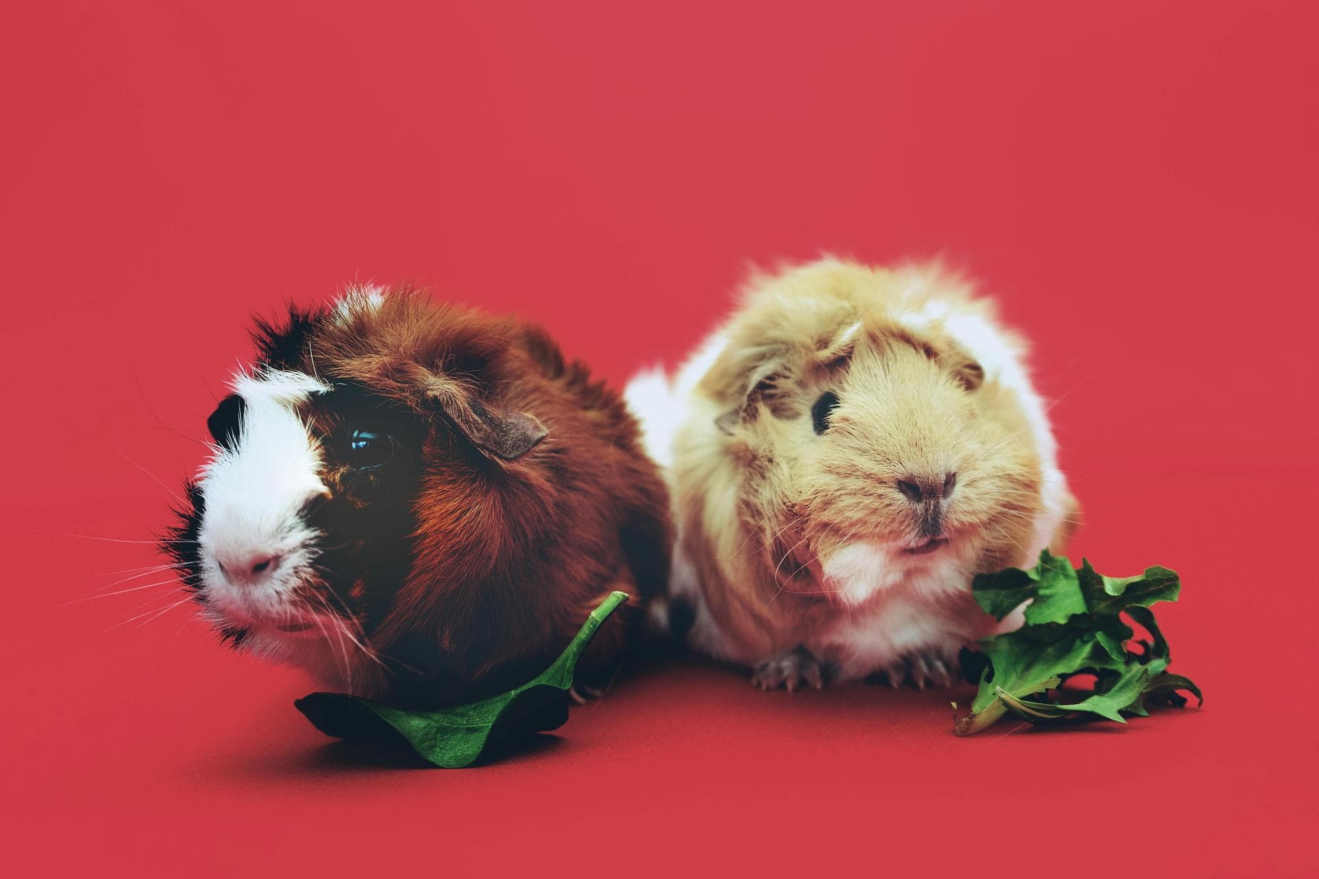 Dog & Cat Vets in Carlisle