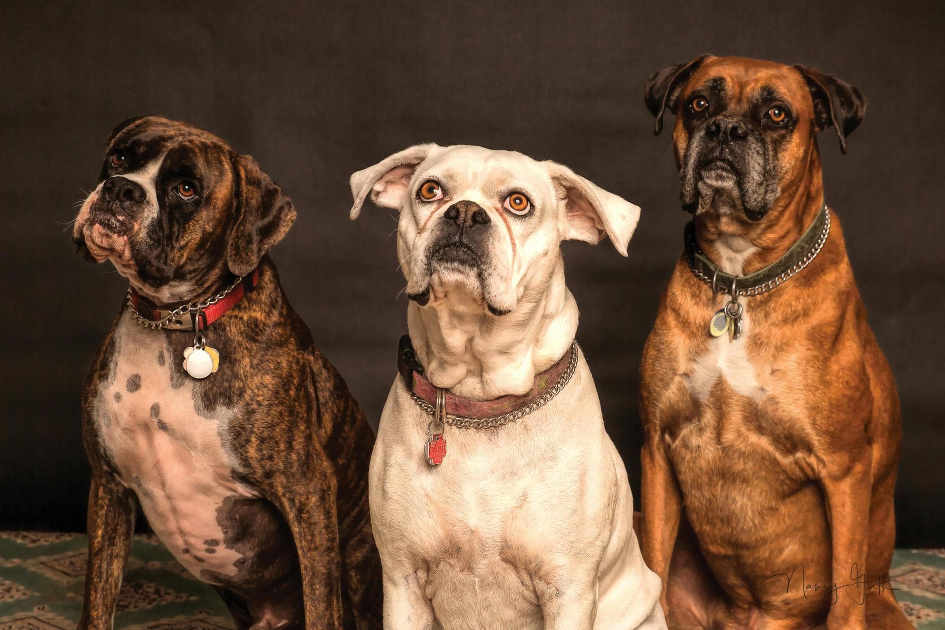 Dog & Cat Vets in Le Mars