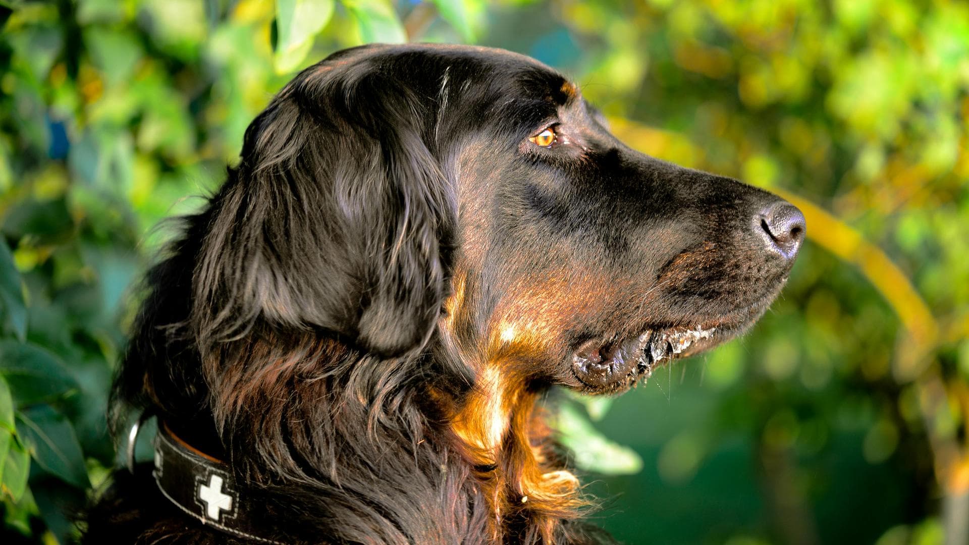 Dog & Cat Vets in Knoxville